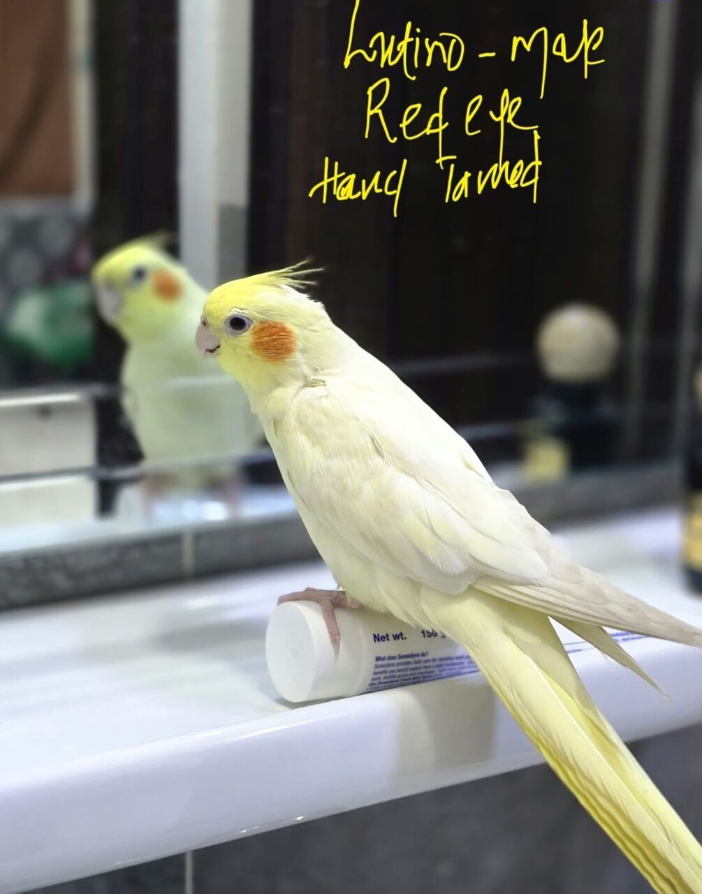 Jeddah, Pet Supplies, SAR 250,  Lutino Cockatiel For Sale