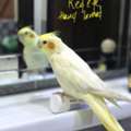 SAR 250,  Lutino Cockatiel For Sale