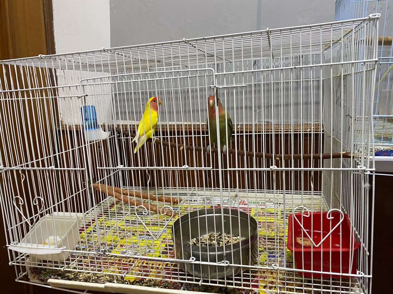 Dammam, Pet Supplies, SAR 100,  Love Birds And Budgies