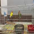 SAR 100,  Love Birds And Budgies