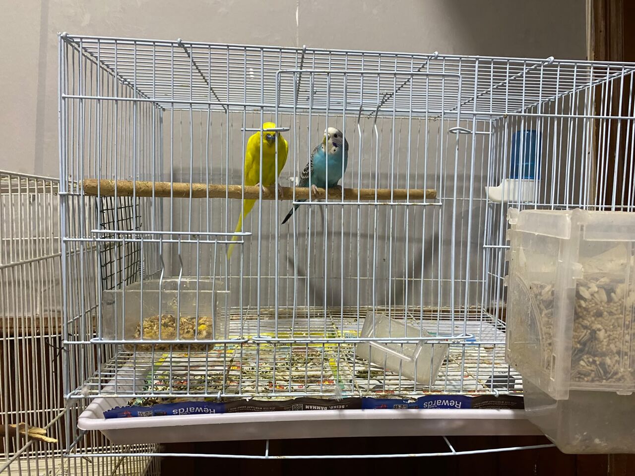 Dammam, Pet Supplies, SAR 100,  Love Birds And Budgies