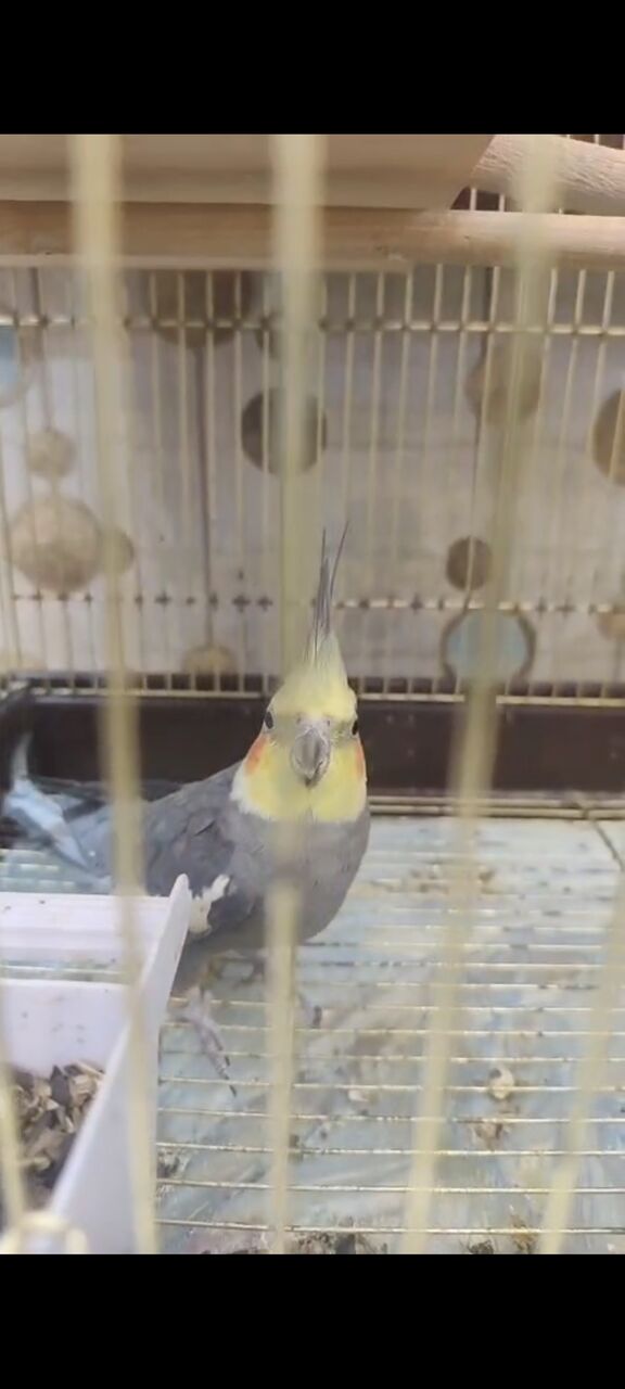 Dammam, Pet Adoption, Cocktail Breeding Pair