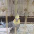 Cocktail Breeding Pair