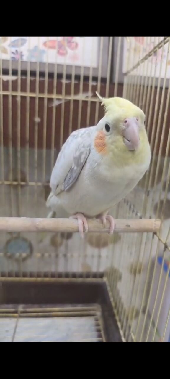 Dammam, Pet Adoption, Cocktail Breeding Pair
