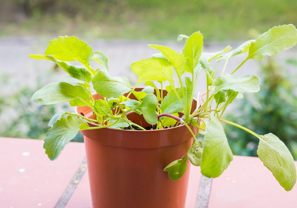 Mumbai, Farm/Garden, Create A Beautiful Garden In Small Spaces