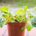 Create A Beautiful Garden In Small Spaces