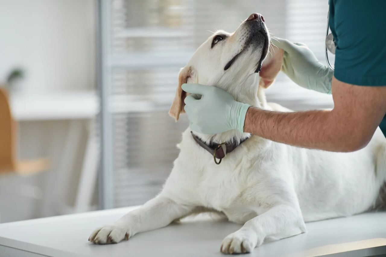 New York, Health, Whatcom Veterinary Hospital