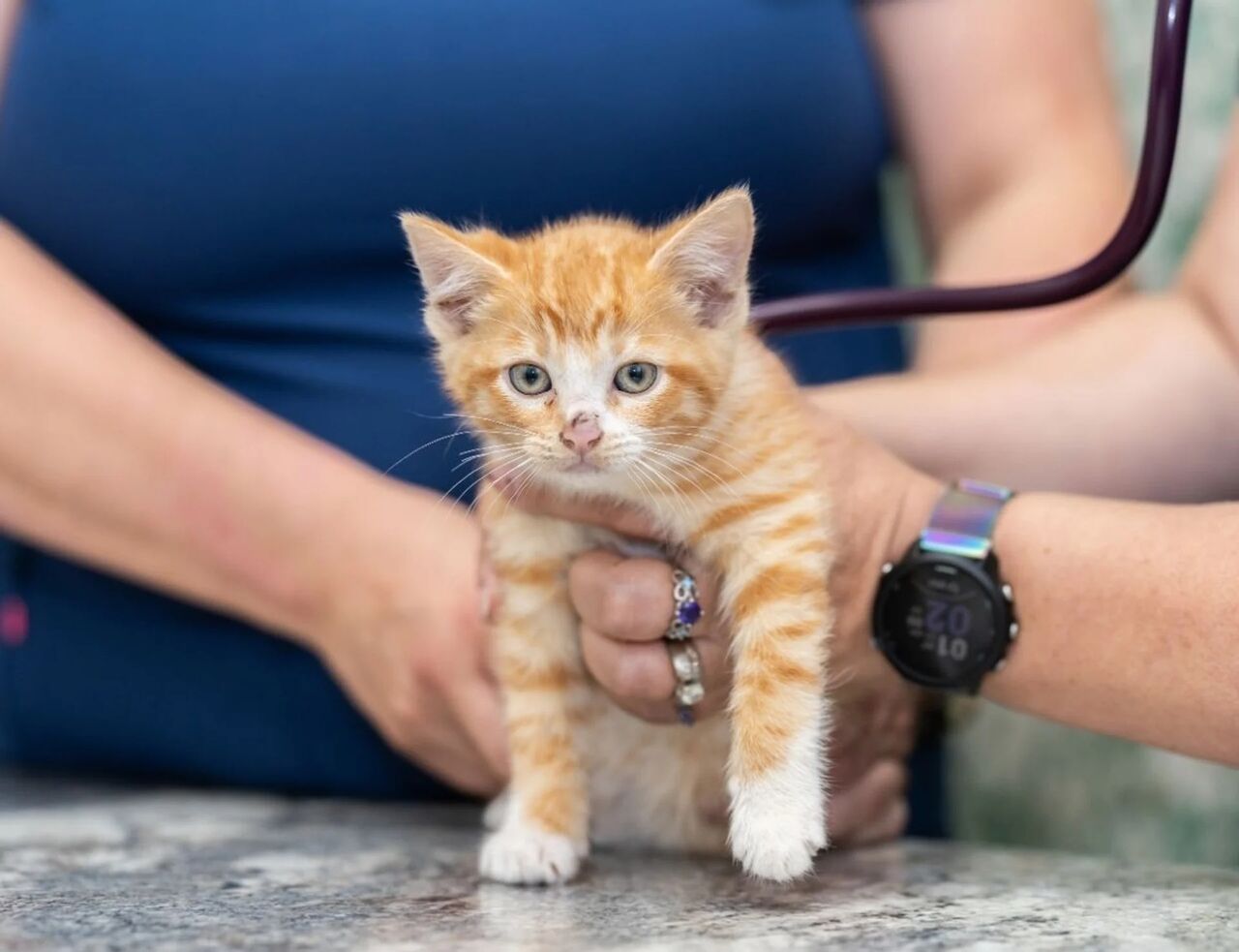 New York, Health, Whatcom Veterinary Hospital