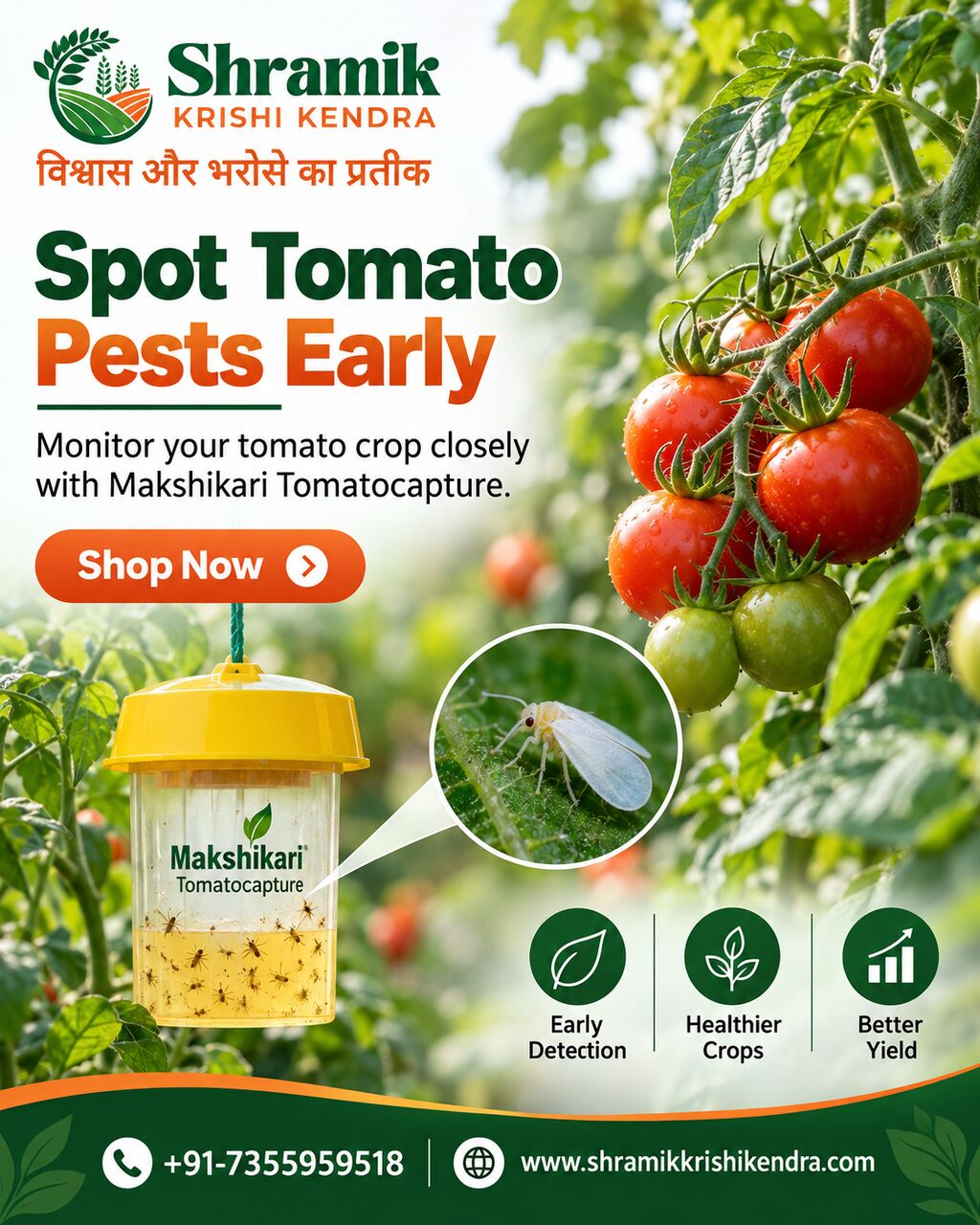 Mumbai, Materials, Hybrid Tomato Seeds - Shramik Krishi Kendra