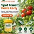 Hybrid Tomato Seeds - Shramik Krishi Kendra