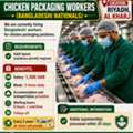 Chicken Packaging Workers