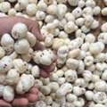 Makhana Wholesalers In Maharashtra
