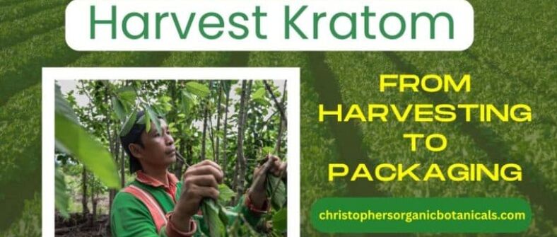 New York, Food, USD 20,  Harvest Kratom - From Harvesting To Packaging