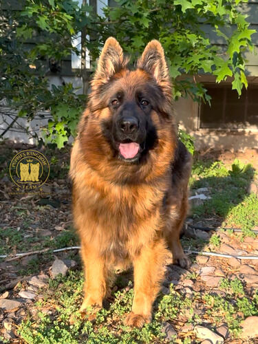 New York, Pet Sitting, Find Healthy German Shepherd Dog Puppies Today