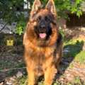 Find Healthy German Shepherd Dog Puppies Today