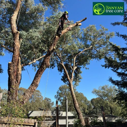 Melbourne, Business, Safe And Reliable Palm Tree Removal In Melbourne