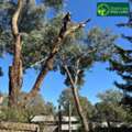 Safe And Reliable Palm Tree Removal In Melbourne
