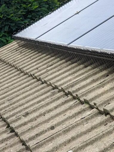 London, Business, Solar Panel Bird Proofing Gravesend &ndash; Protect Your Solar Panels