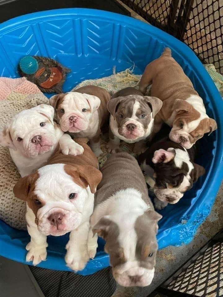 San Diego, Pet Adoption, FREE PUPPIES🐶REHOME
