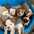 FREE PUPPIES🐶REHOME