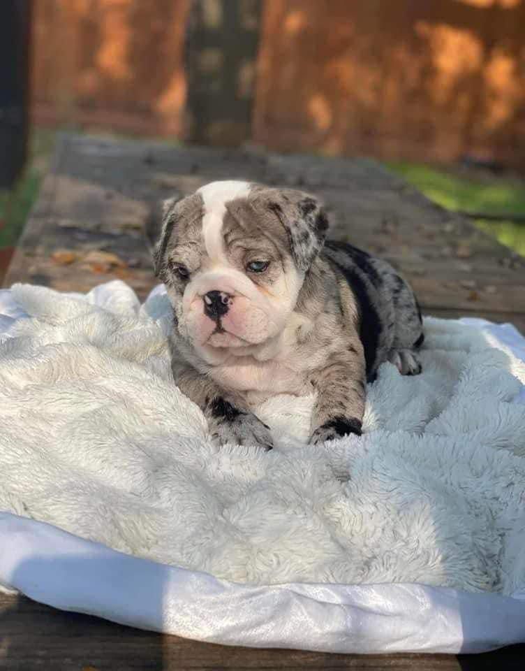 San Diego, Pet Adoption, FREE PUPPIES🐶REHOME