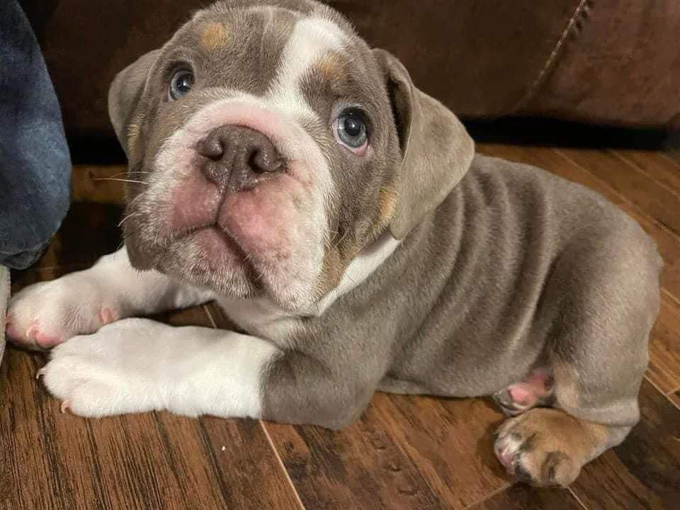San Diego, Pet Adoption, FREE PUPPIES🐶REHOME