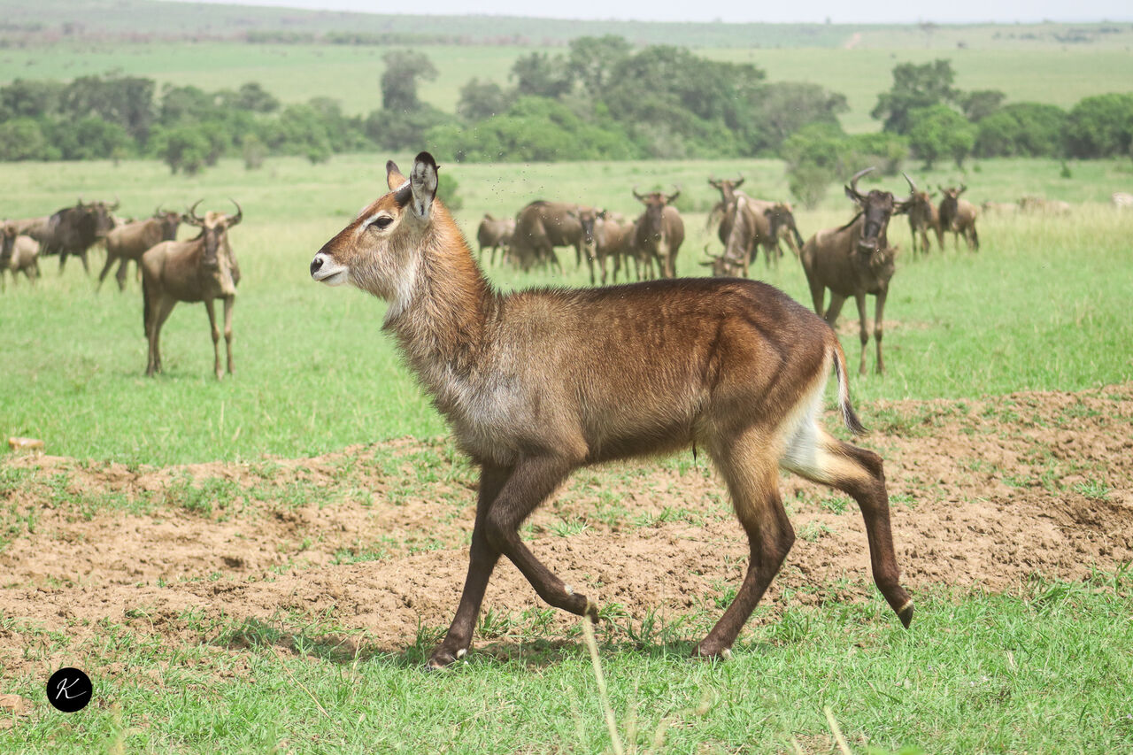 Los Angeles, Travel, Safari Trips In Kenya &ndash; Explore The Wild With Kenya Safaris