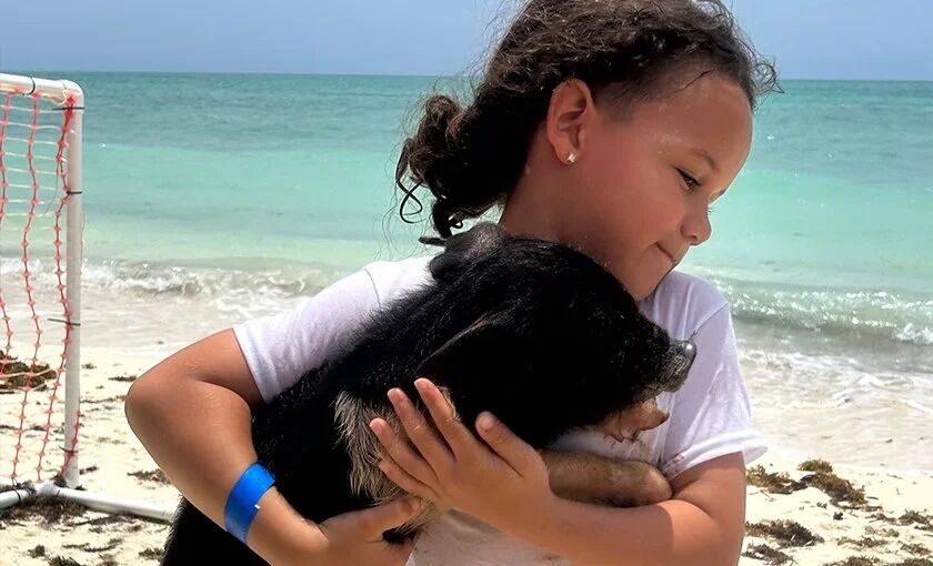 Bahamas, Travel, A Memorable Island Adventure With Pigs In The Bahamas Swimming