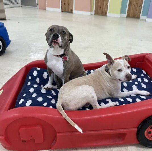 New York, Pet Sitting, Dog Spa & Bathing Services In Virginia Beach