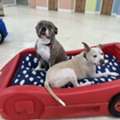 Dog Spa & Bathing Services In Virginia Beach