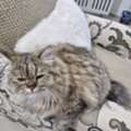 AFN 200,  Two Kittens For Adoption