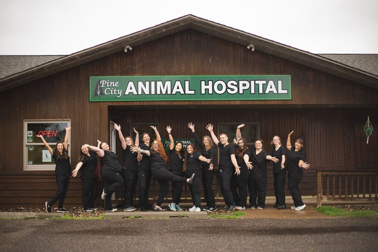 New York, Health, Pine City Animal Hospital