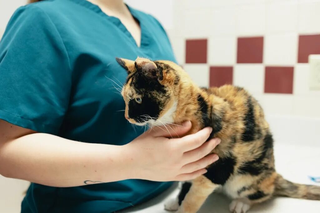 New York, Health, Pine City Animal Hospital