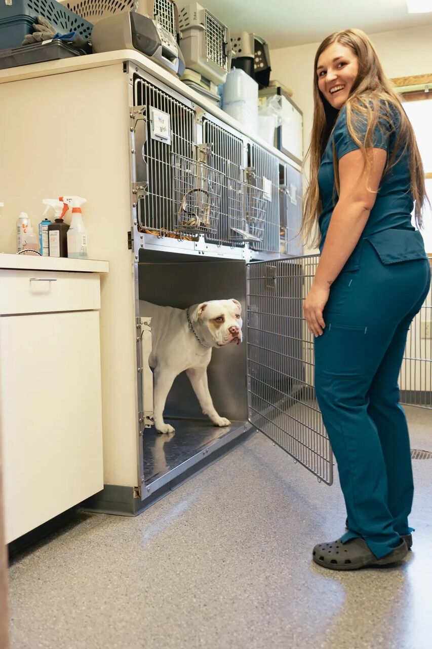 New York, Health, Pine City Animal Hospital