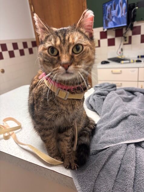 New York, Health, Pine City Animal Hospital