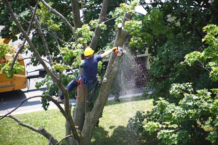 New York, Farm/Garden, Fast Response For Urgent Tree Problems Emergency Tree Removal Company
