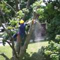 Fast Response For Urgent Tree Problems Emergency Tree Removal Company