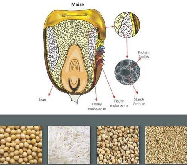 Mumbai, Health, Enzymes In Poultry Feed &ndash; Boost Digestion & FCR | Glamac