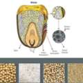 Enzymes In Poultry Feed &ndash; Boost Digestion & FCR | Glamac