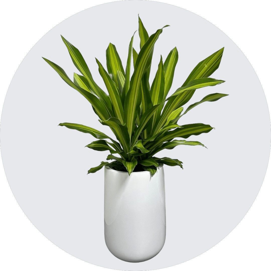 Melbourne, Farm & Garden, Best Indoor Plants Maintenance Services