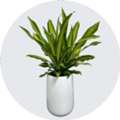 Best Indoor Plants Maintenance Services