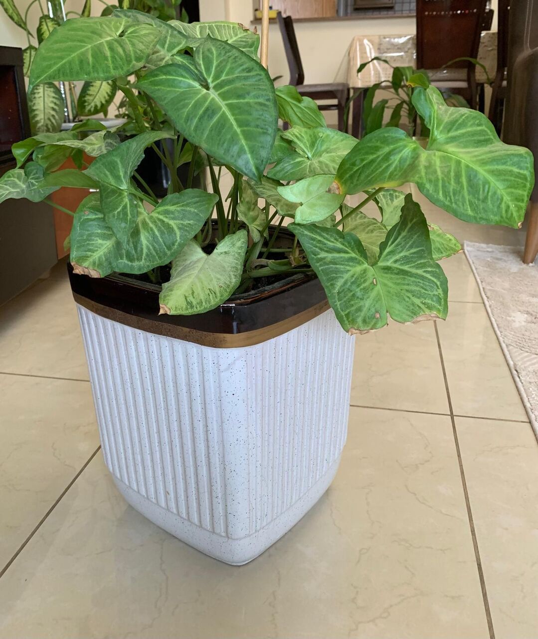 Hoora, Farm & Garden, BHD 30,  Plants