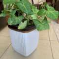 BHD 30,  Plants