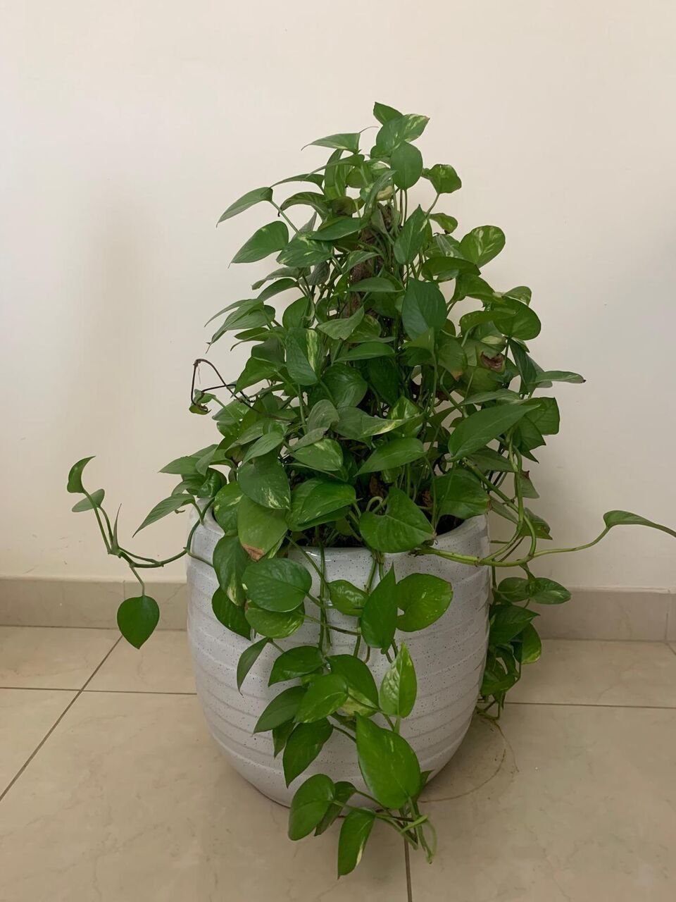 Hoora, Farm & Garden, BHD 30,  Plants