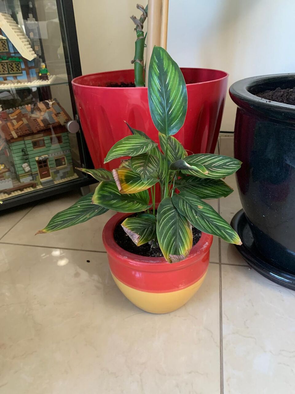 Hoora, Farm & Garden, BHD 30,  Plants