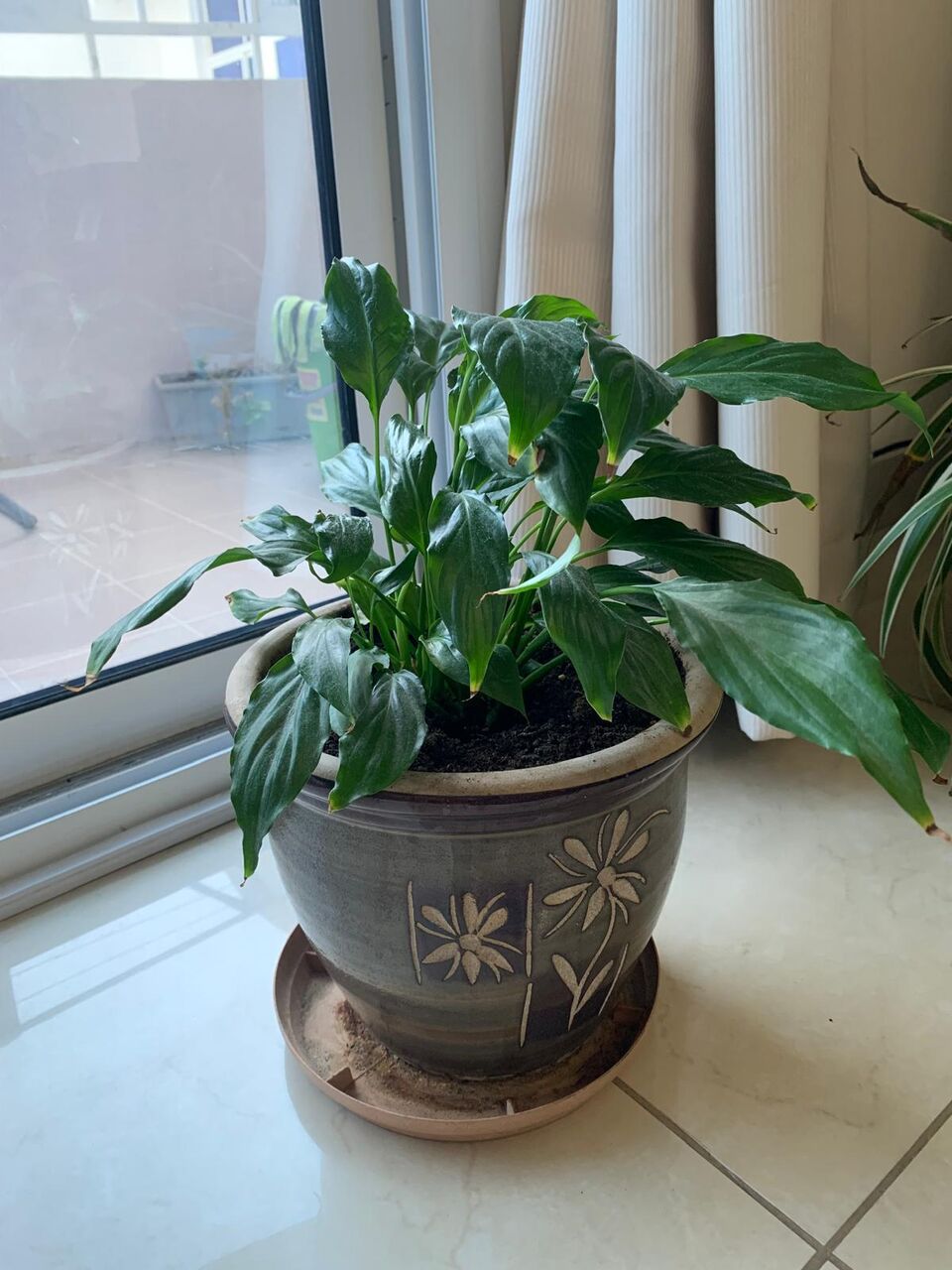 Hoora, Farm & Garden, BHD 30,  Plants