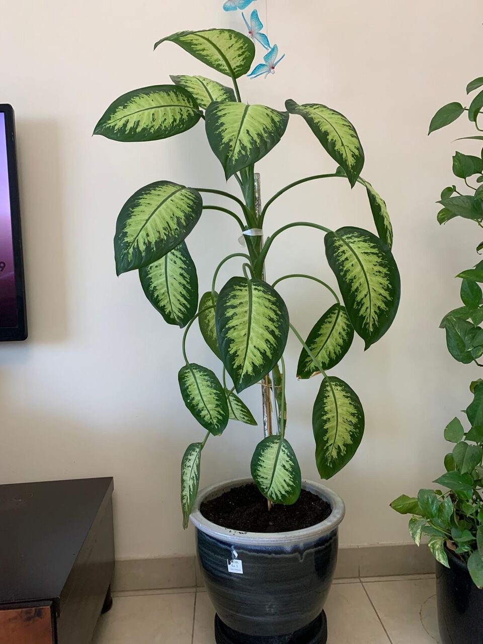 Hoora, Farm & Garden, BHD 30,  Plants