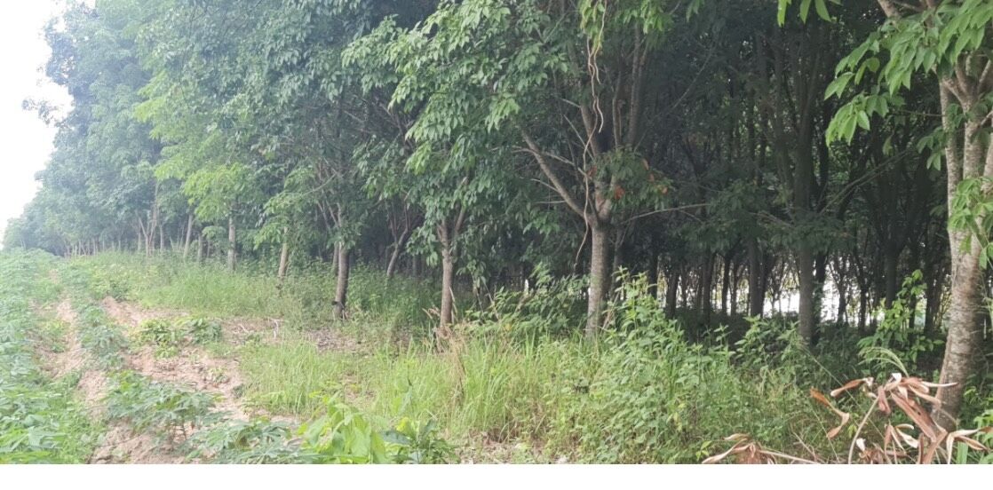 Bangkok, Real Estate For Sale, THB 450000,  6 BR,  8500 Sq. Feet,  ขายด่วน! ที่ดินทำเลดี เนื้อที่ 21 ไร่ (