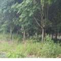 THB 450000,  6 BR,  8500 Sq. Feet,  ขายด่วน! ที่ดินทำเลดี เนื้อที่ 21 ไร่ (