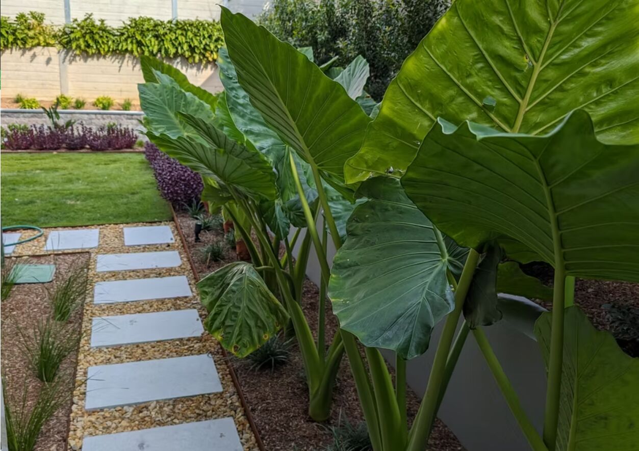 Sydney, Farm/Garden, Landscaping Services For Beautiful, Practical, And Enjoyable Outdoor Spaces